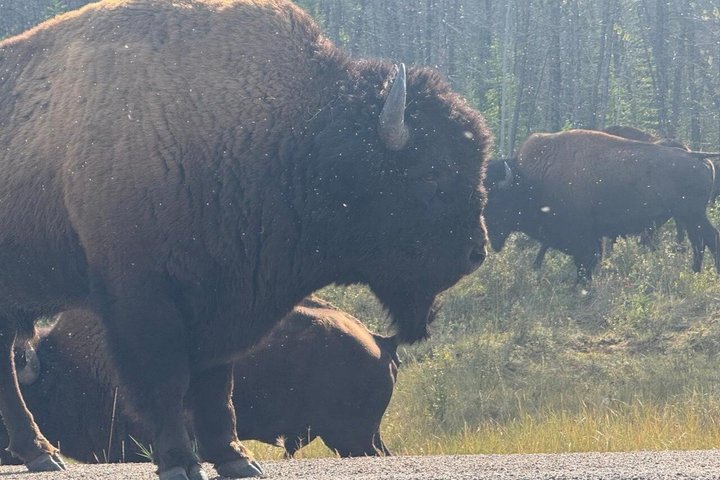 Bison and North Arm Scenic Highway Bus Tour