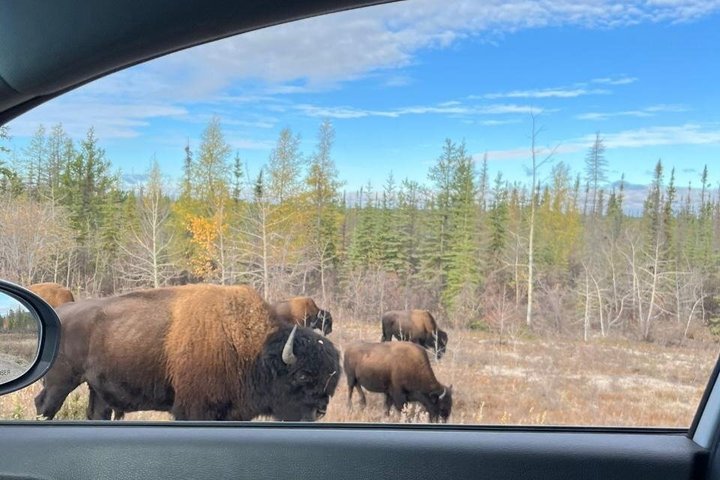 Bison and North Arm Scenic Highway Bus Tour