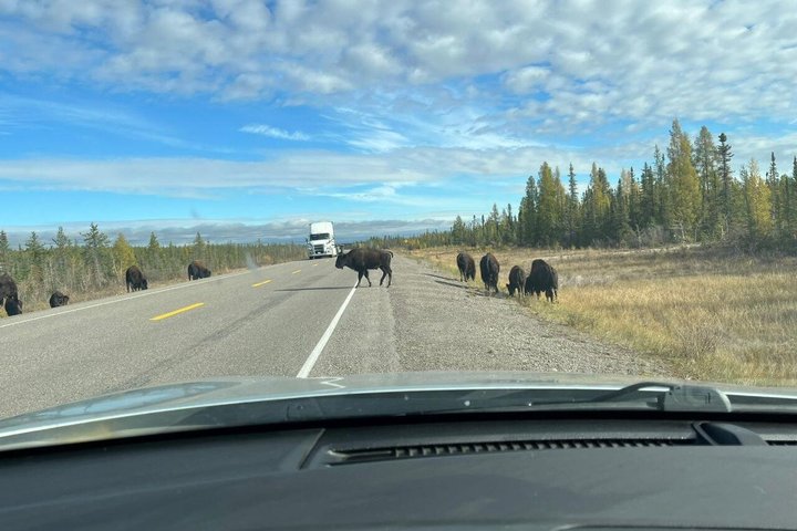 Bison and North Arm Scenic Highway Bus Tour