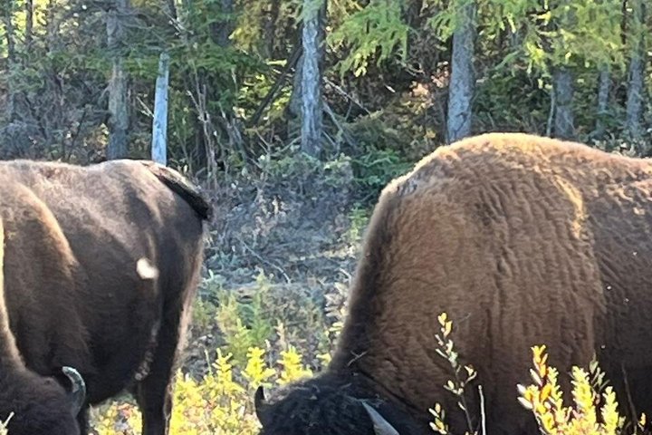 Bison and North Arm Scenic Highway Bus Tour