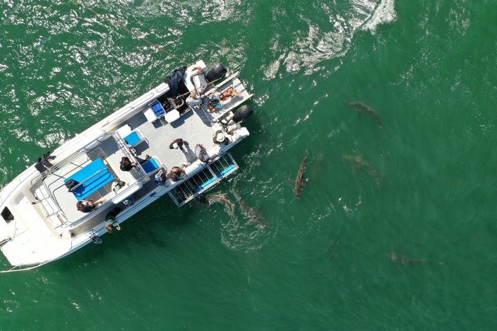 Shark Explorers