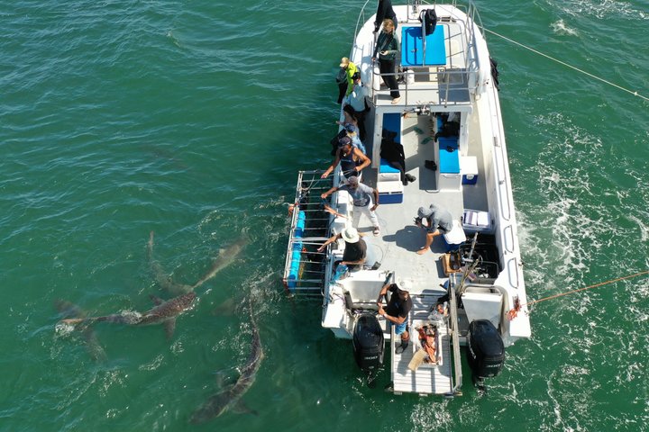 Shark Explorers