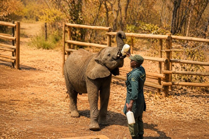 Ultimate Lusaka 8H: Culture, History & Baby Elephant Sanctuary
