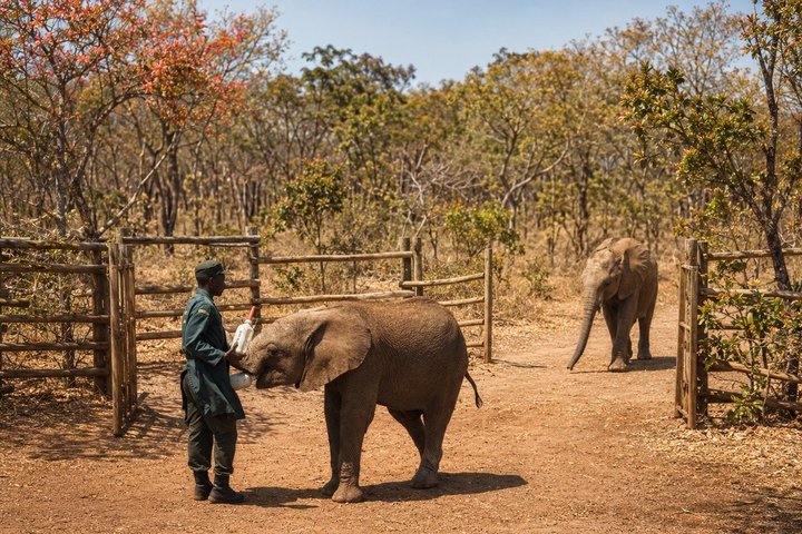 Ultimate Lusaka 8H: Culture, History & Baby Elephant Sanctuary