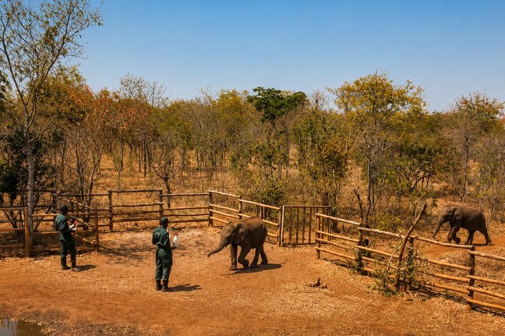 Ultimate Lusaka 8H: Culture, History & Baby Elephant Sanctuary