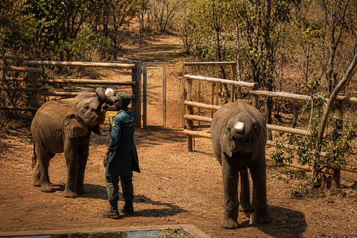 Ultimate Lusaka 8H: Culture, History & Baby Elephant Sanctuary