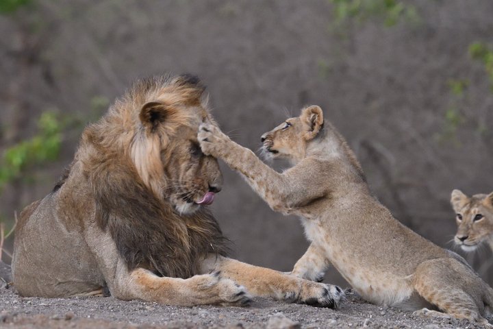 Gir National Park Lion Safari Jeep Adventure with Wildlife Guide