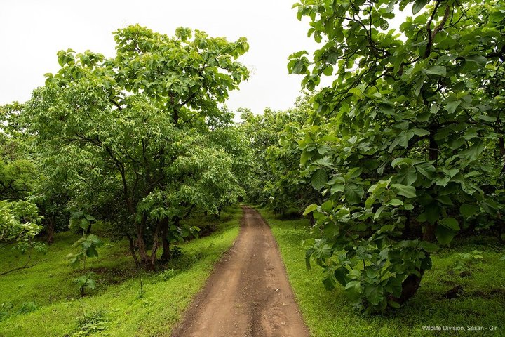 Gir National Park Lion Safari Jeep Adventure with Wildlife Guide