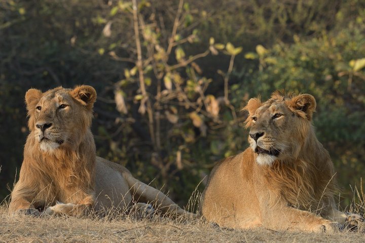 Gir National Park Lion Safari Jeep Adventure with Wildlife Guide