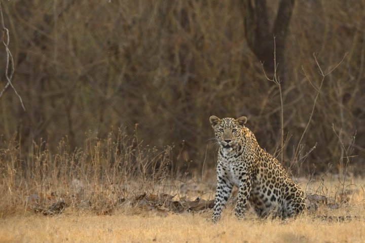 Gir National Park Lion Safari Jeep Adventure with Wildlife Guide