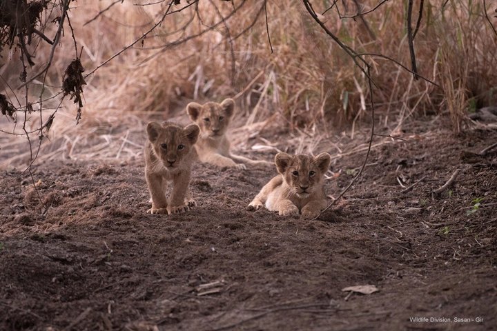 Gir National Park Lion Safari Jeep Adventure with Wildlife Guide