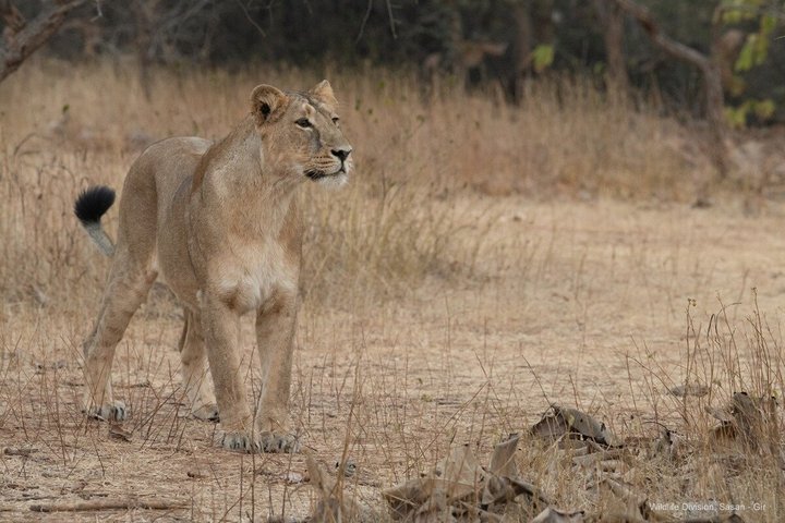 Gir National Park Lion Safari Jeep Adventure with Wildlife Guide