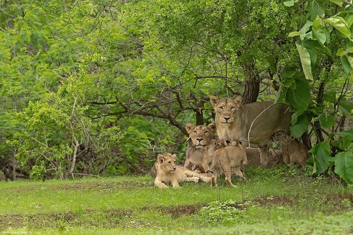 Gir National Park Lion Safari Jeep Adventure with Wildlife Guide