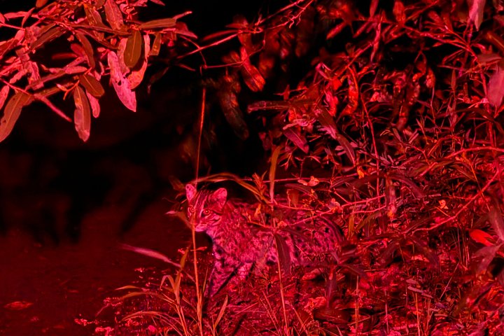 Night safari to wild see the night animals around sigiriya