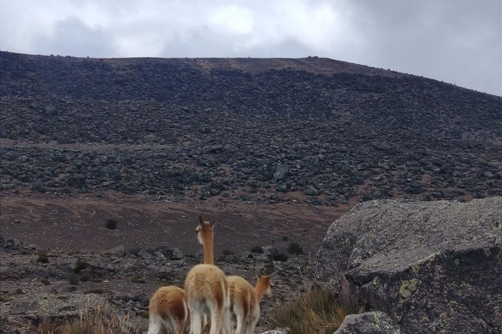 Chimborazo Private Transfer from Riobamba – Carrel Refuge Visit