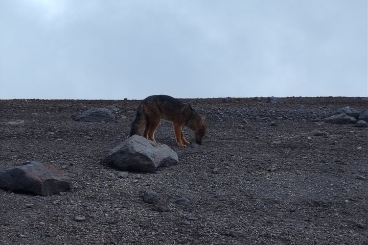 Chimborazo Private Transfer from Riobamba – Carrel Refuge Visit