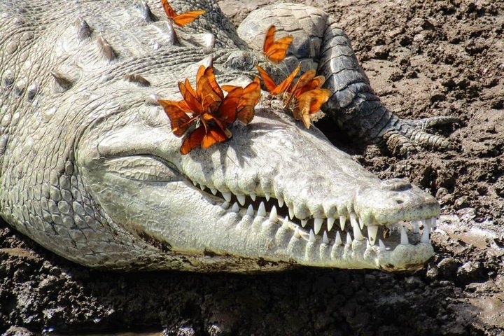 Jungle Crocodile Safari: Tarcoles River Crocodile Tour