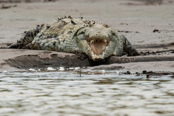 Jungle Crocodile Safari: Tarcoles River Crocodile Tour