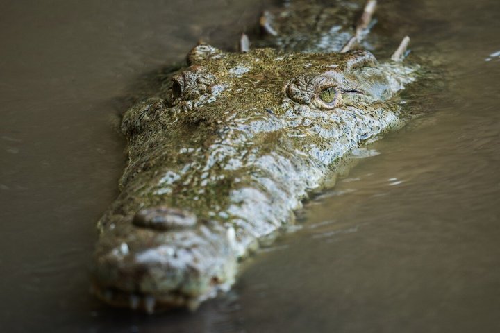 Jungle Crocodile Safari: Tarcoles River Crocodile Tour