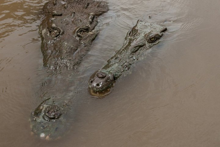 Jungle Crocodile Safari: Tarcoles River Crocodile Tour