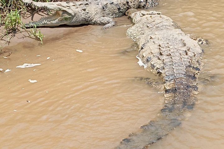 Jungle Crocodile Safari: Tarcoles River Crocodile Tour