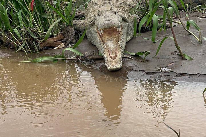 Jungle Crocodile Safari: Tarcoles River Crocodile Tour