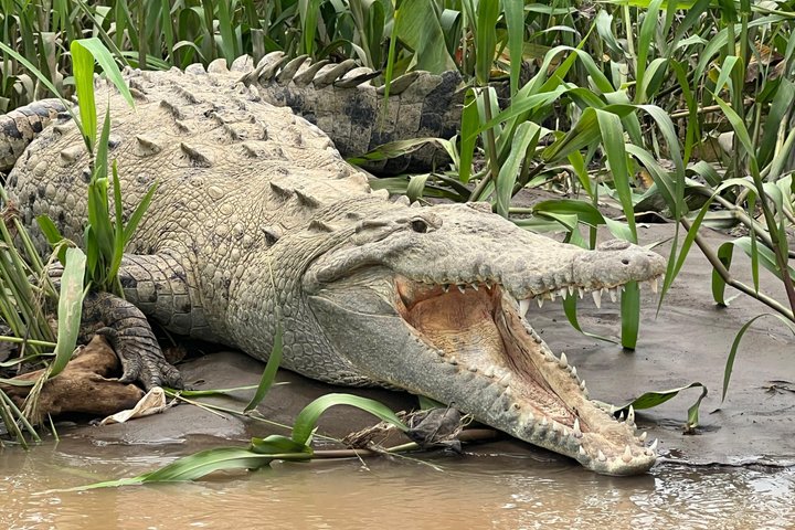 Jungle Crocodile Safari: Tarcoles River Crocodile Tour