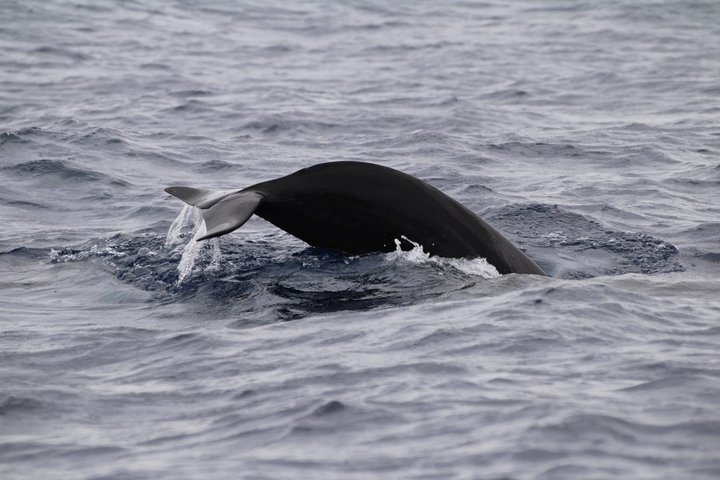 Watching whales and dolphins on Terceira Island