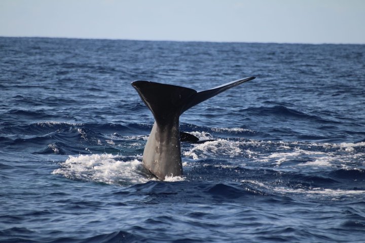 Watching whales and dolphins on Terceira Island