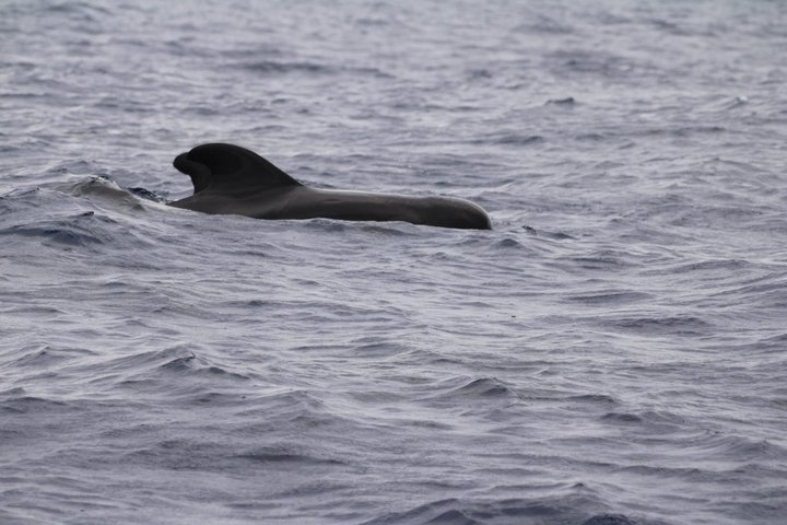 Watching whales and dolphins on Terceira Island