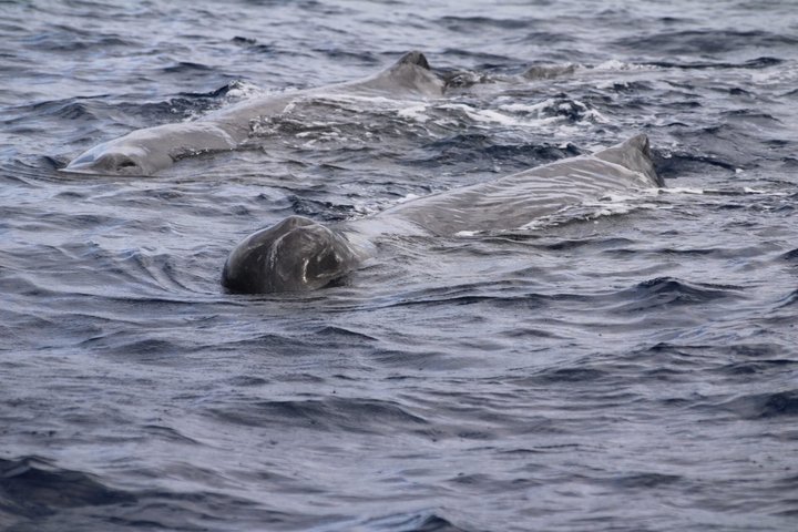 Watching whales and dolphins on Terceira Island