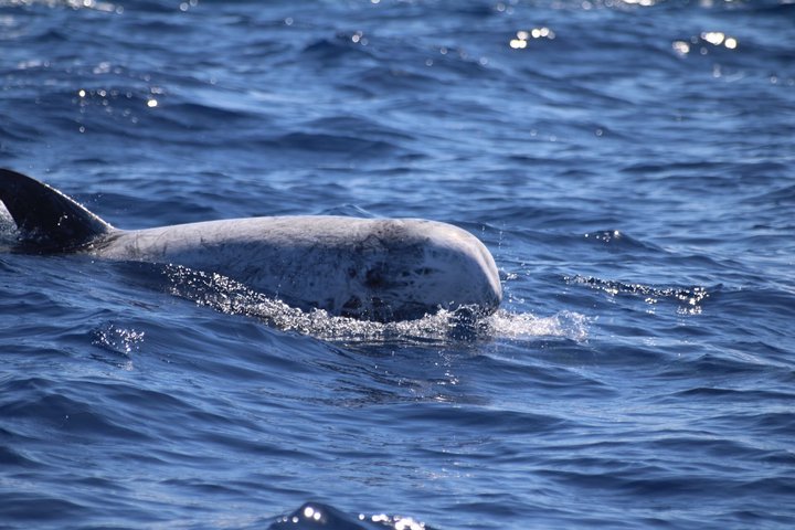 Watching whales and dolphins on Terceira Island