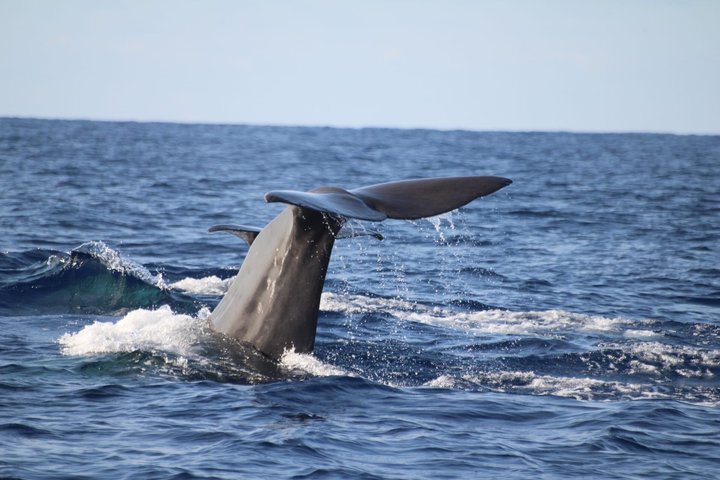 Watching whales and dolphins on Terceira Island