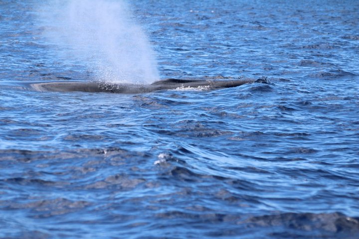 Watching whales and dolphins on Terceira Island