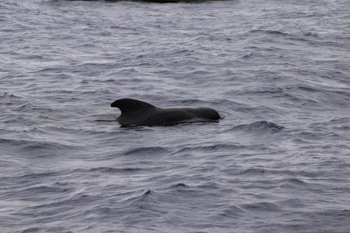Watching whales and dolphins on Terceira Island