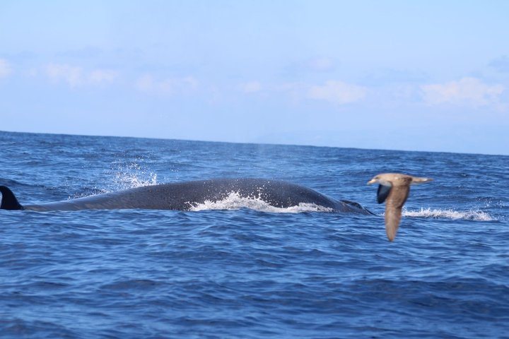 Watching whales and dolphins on Terceira Island