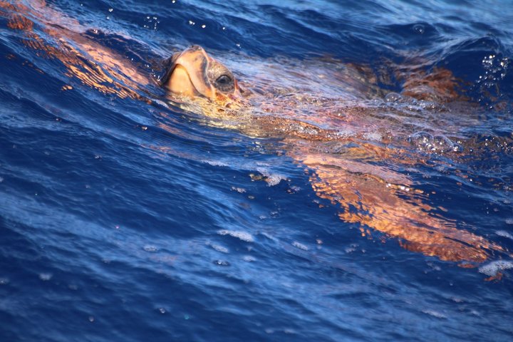 Watching whales and dolphins on Terceira Island