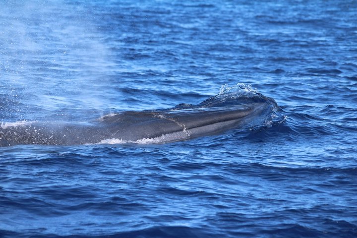 Watching whales and dolphins on Terceira Island