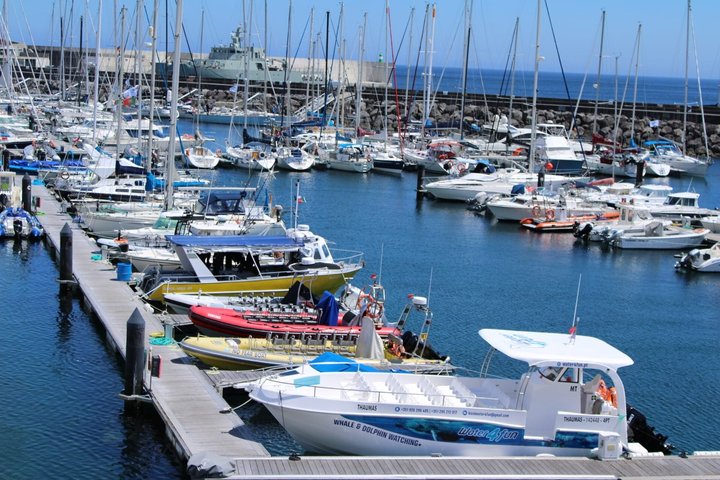 Watching whales and dolphins on Terceira Island