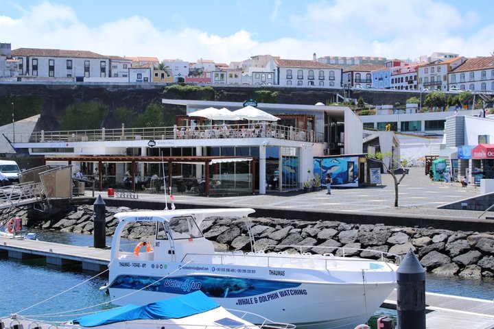 Watching whales and dolphins on Terceira Island