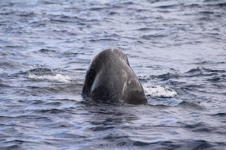 Watching whales and dolphins on Terceira Island