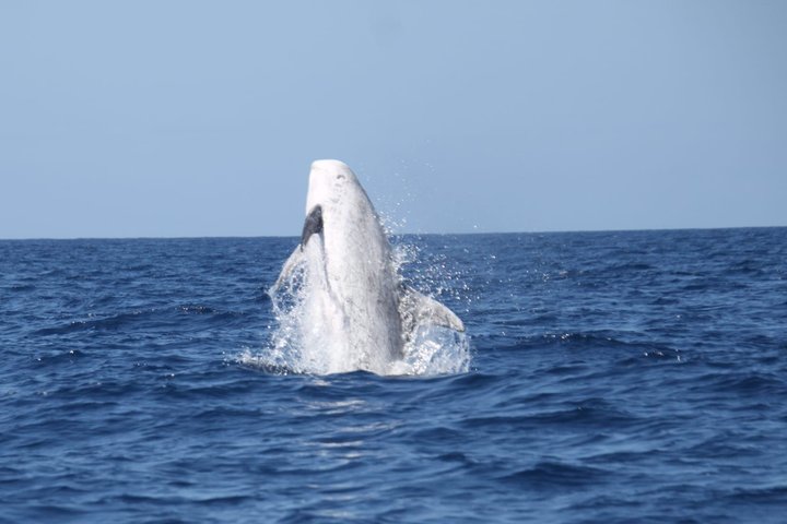 Watching whales and dolphins on Terceira Island
