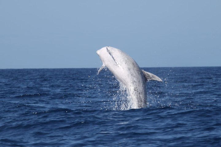Watching whales and dolphins on Terceira Island