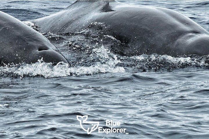 Watching whales and dolphins on Terceira Island