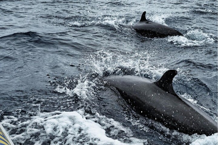 Watching whales and dolphins on Terceira Island