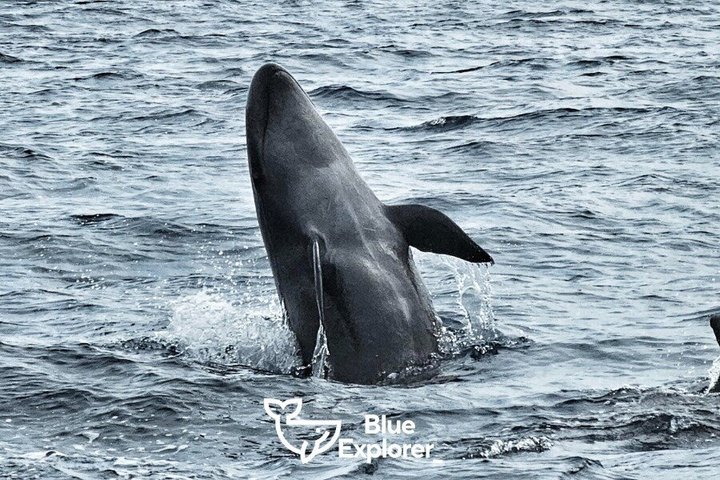 Watching whales and dolphins on Terceira Island