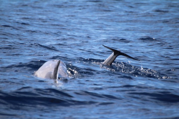 Watching whales and dolphins on Terceira Island