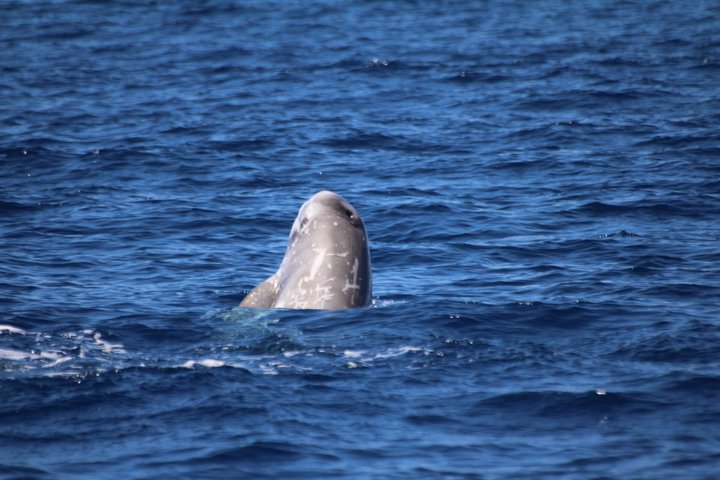 Watching whales and dolphins on Terceira Island