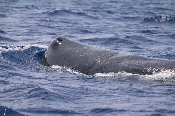 Watching whales and dolphins on Terceira Island