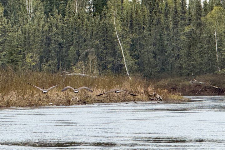 Guided Fishing Adventure On The Chena River By Boat